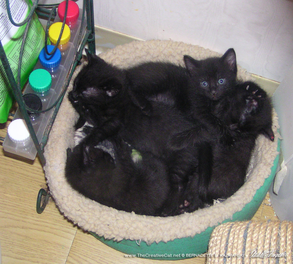  The Curious Quartet in their bed with their signature colors.