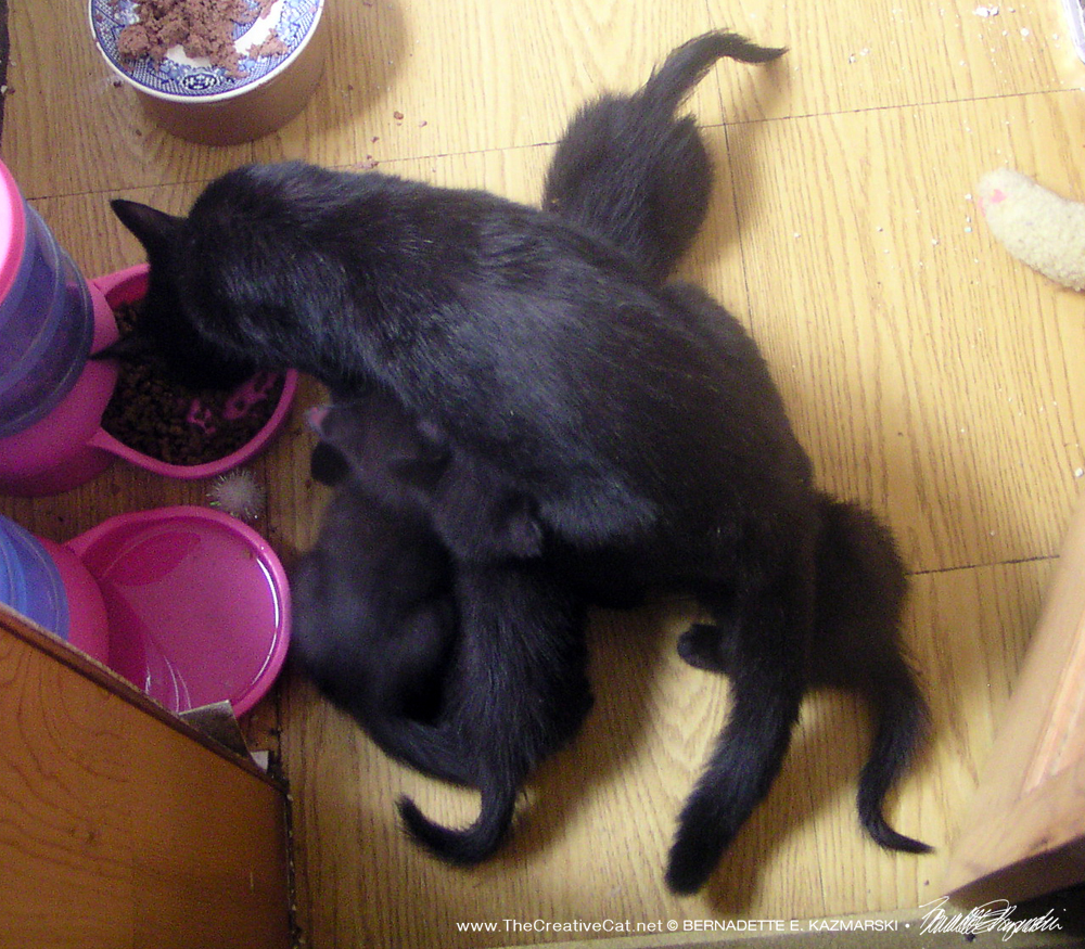  The kittens nurse while Mimi eats.