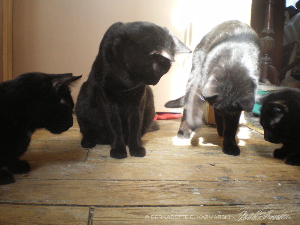 four black cats with stinkbug