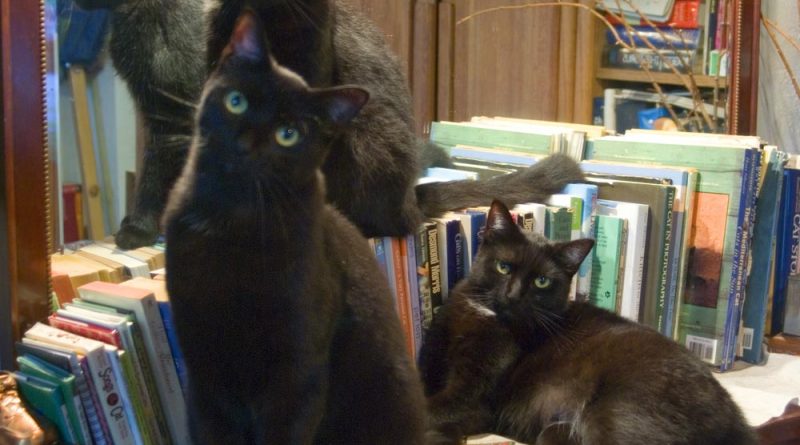 three black cats with books