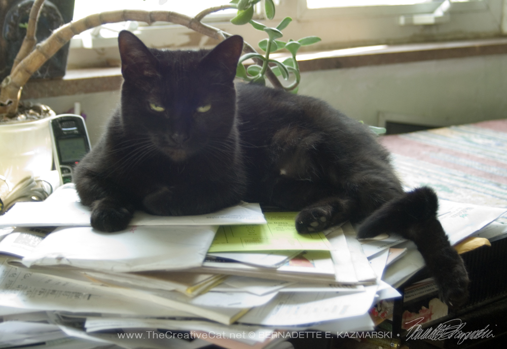 black cat on papers