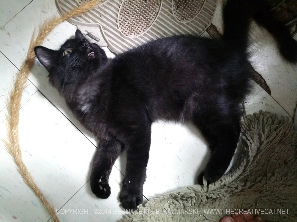 long-haired black kitten