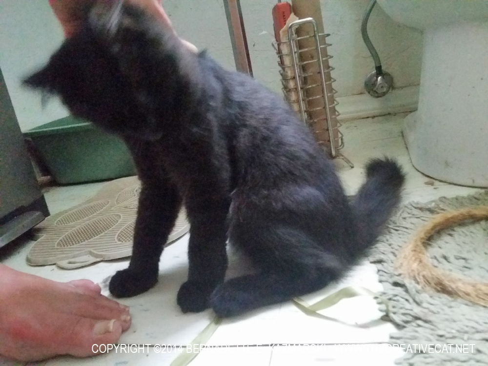 long-haired black kitten