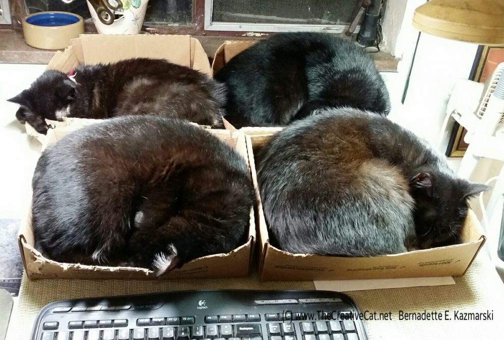 Four neatly organized cats.
