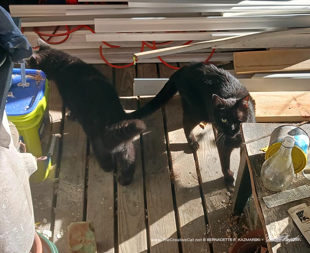 black cats on deck