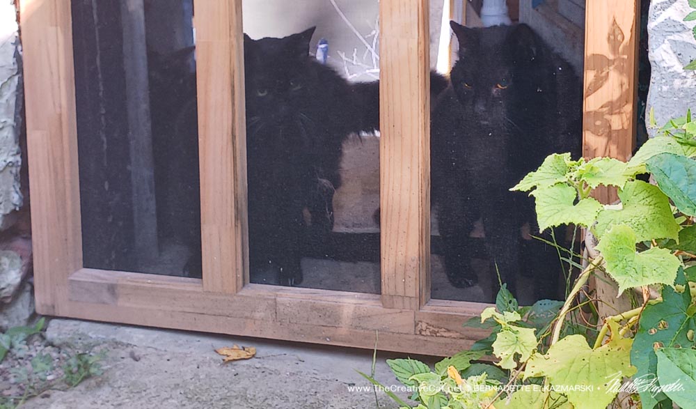 black cats at door