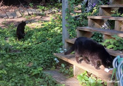 black cats in garden