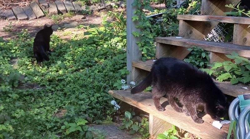 black cats in garden