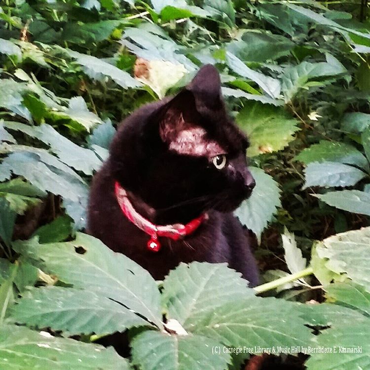 Mimi in the undergrowth in the woodland garden/