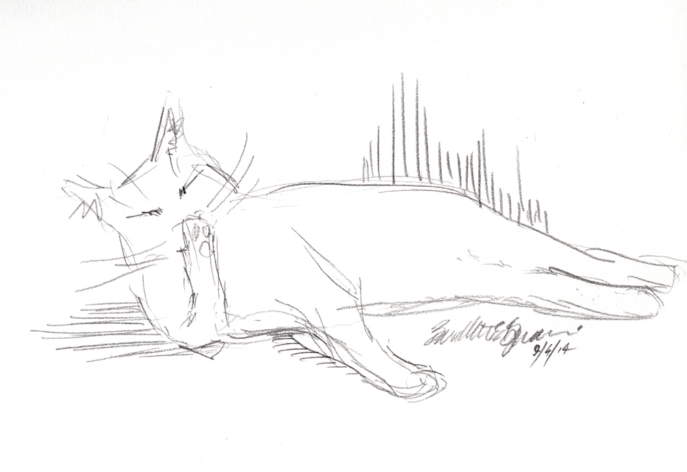 pencil sketch of cat washing