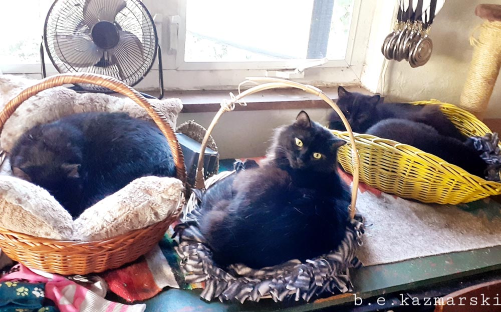 Three cats in baskets.