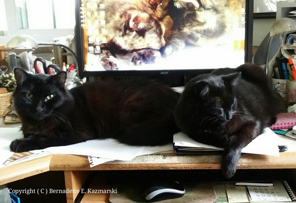 Basil and Bella, mydesk monitors.