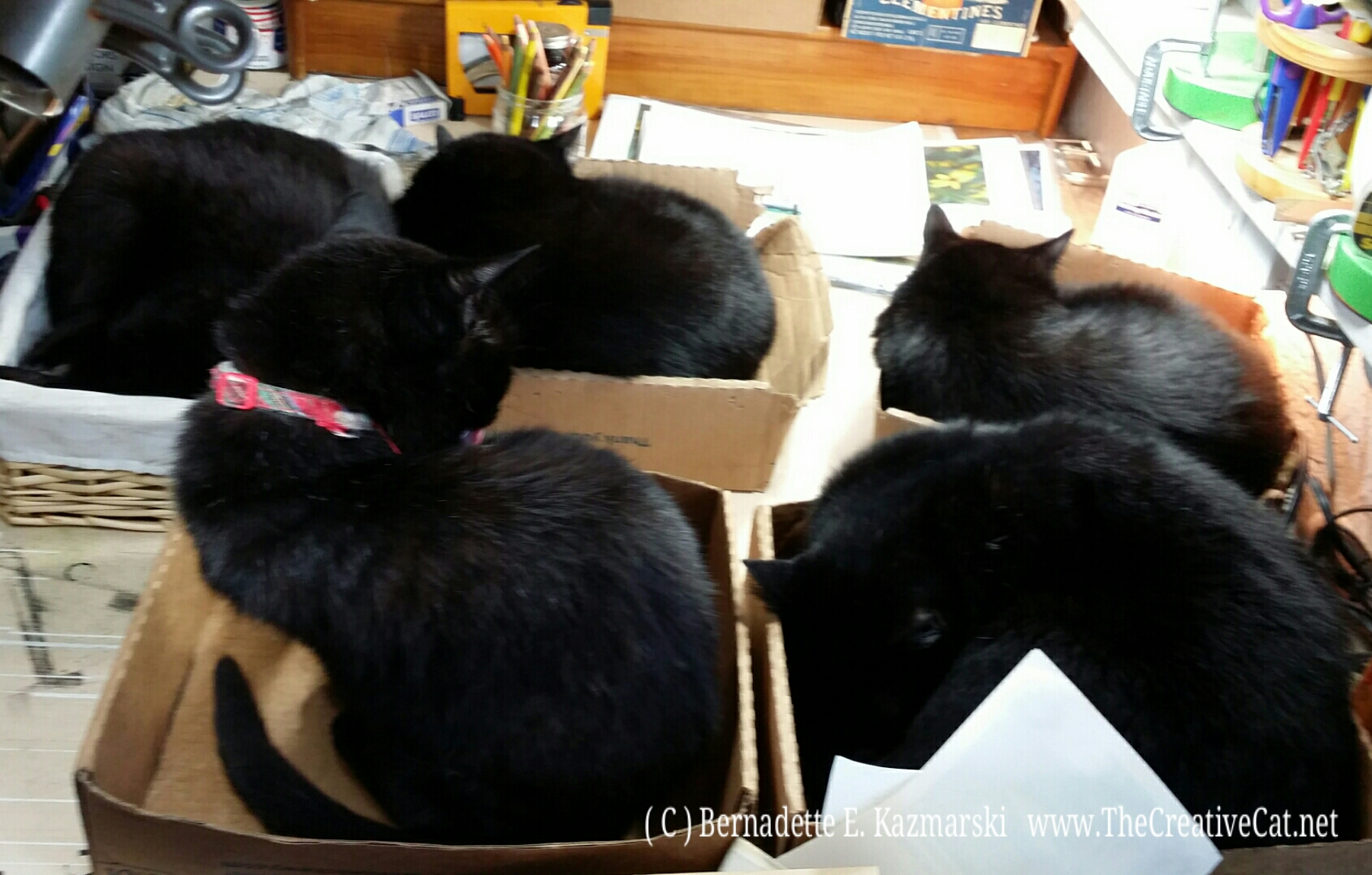 Five organized cats in my studio.