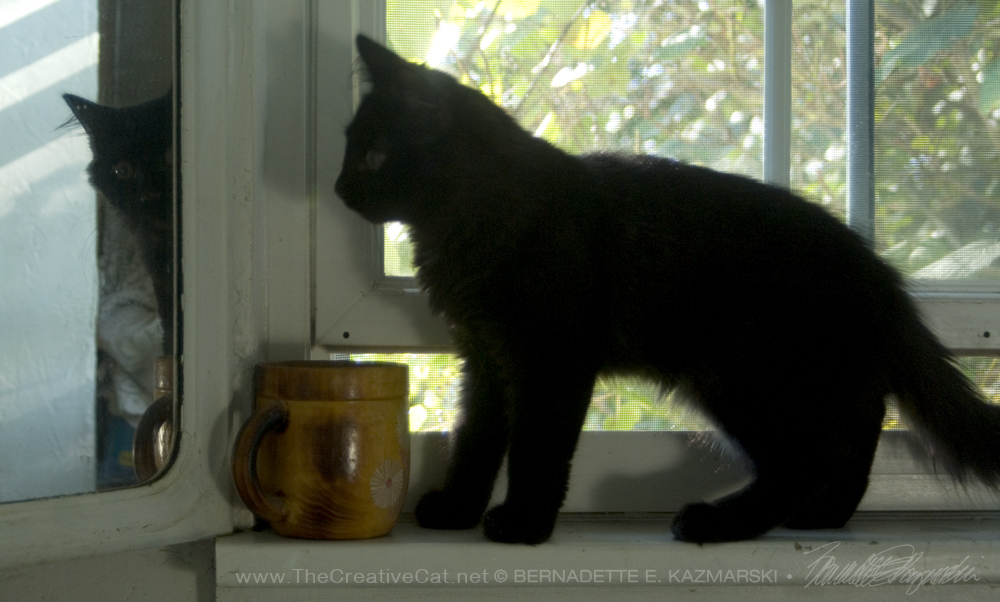 black kitten on windowsill