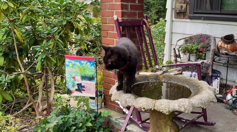 black cat on birdbath