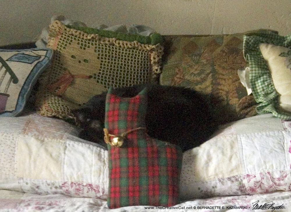 black cat napping