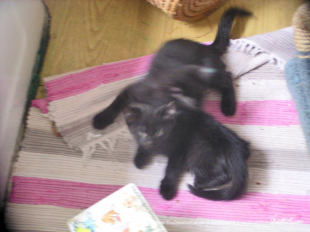 two black kittens