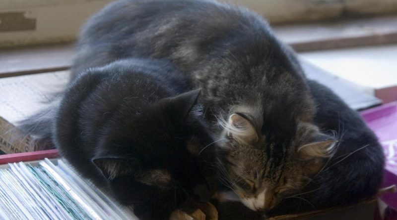 Mariposa enjoys a nap on her fur brother.