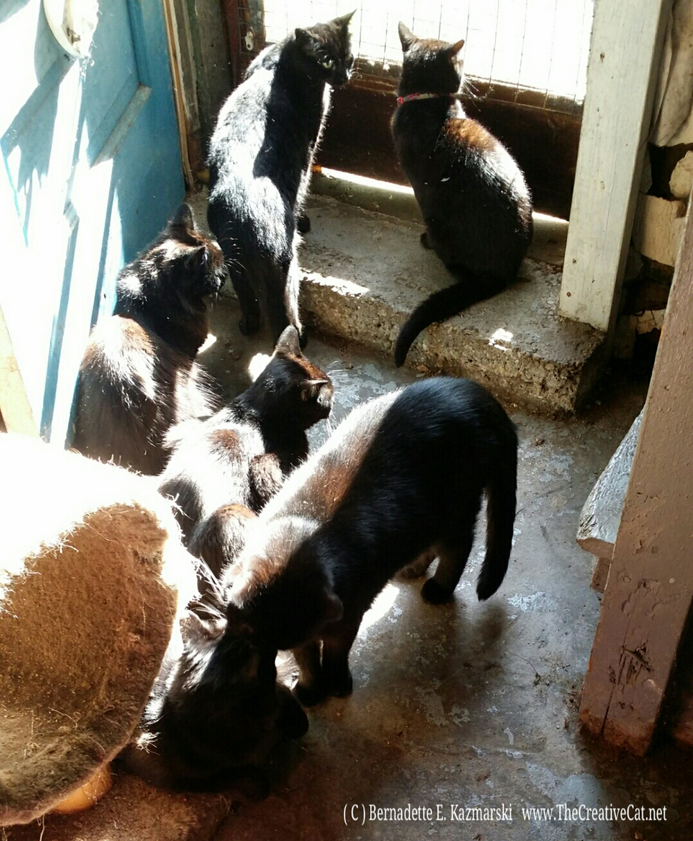 Six black cats enjoying the morning.