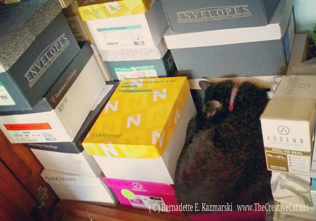 Mimi naps among the boxes of cards.