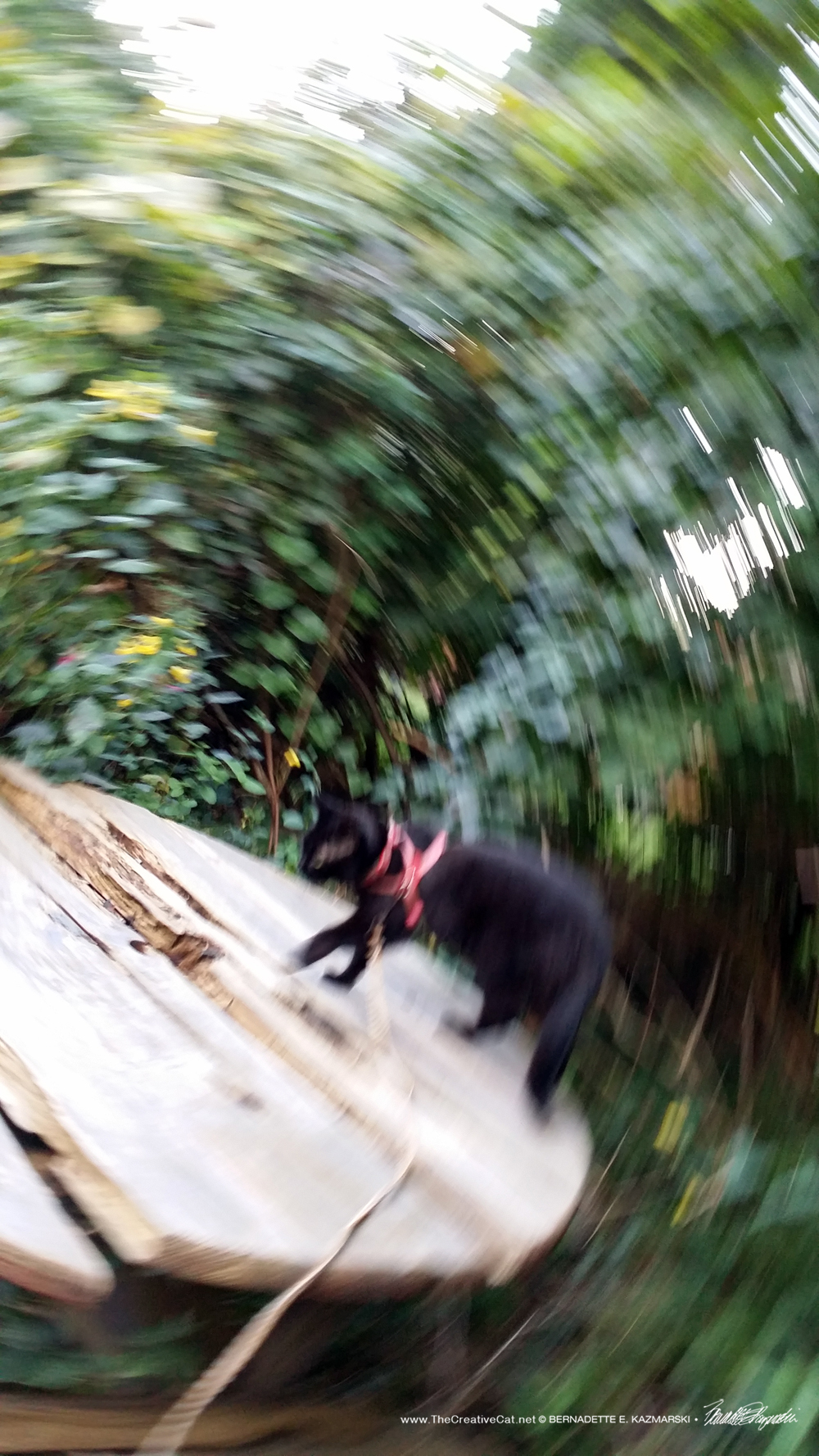 Just one of those weird spinning photos. Maybe it's Mimi.
