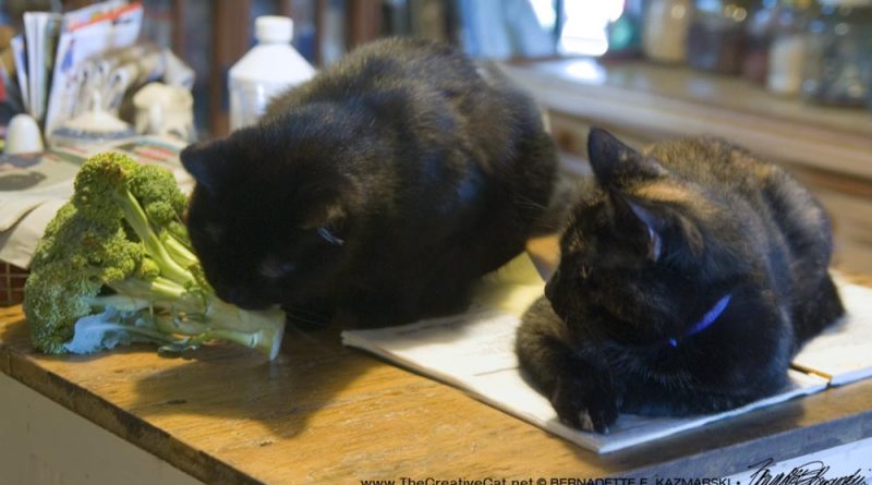 Mewsette likes broccoli.