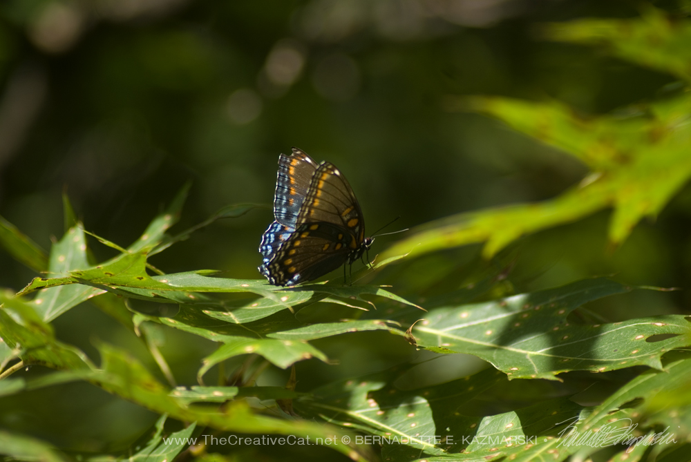 A red-spotted purple visits us after the dove release.
