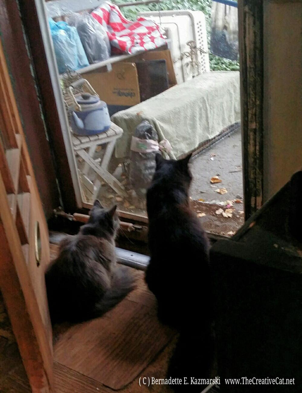 Ophelia and Basil keep watch over the kitty in the trap on the front porch.
