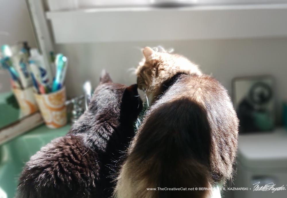 two cats on sink