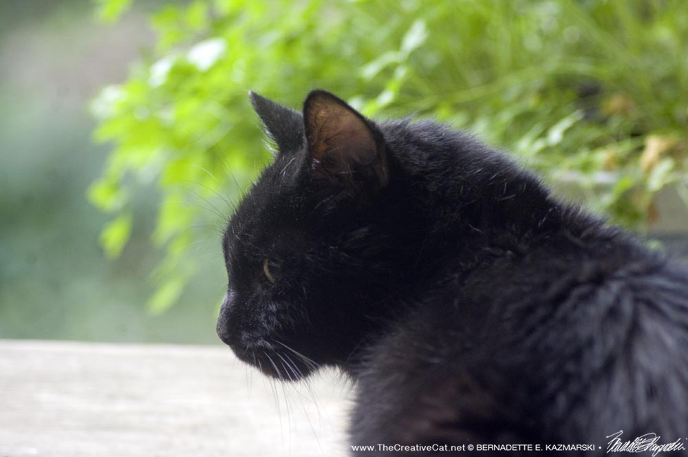 black cat with parsley