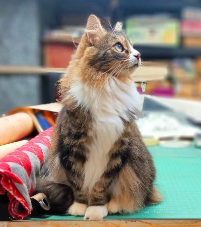 longhaired eartipped tabby and white cat on table