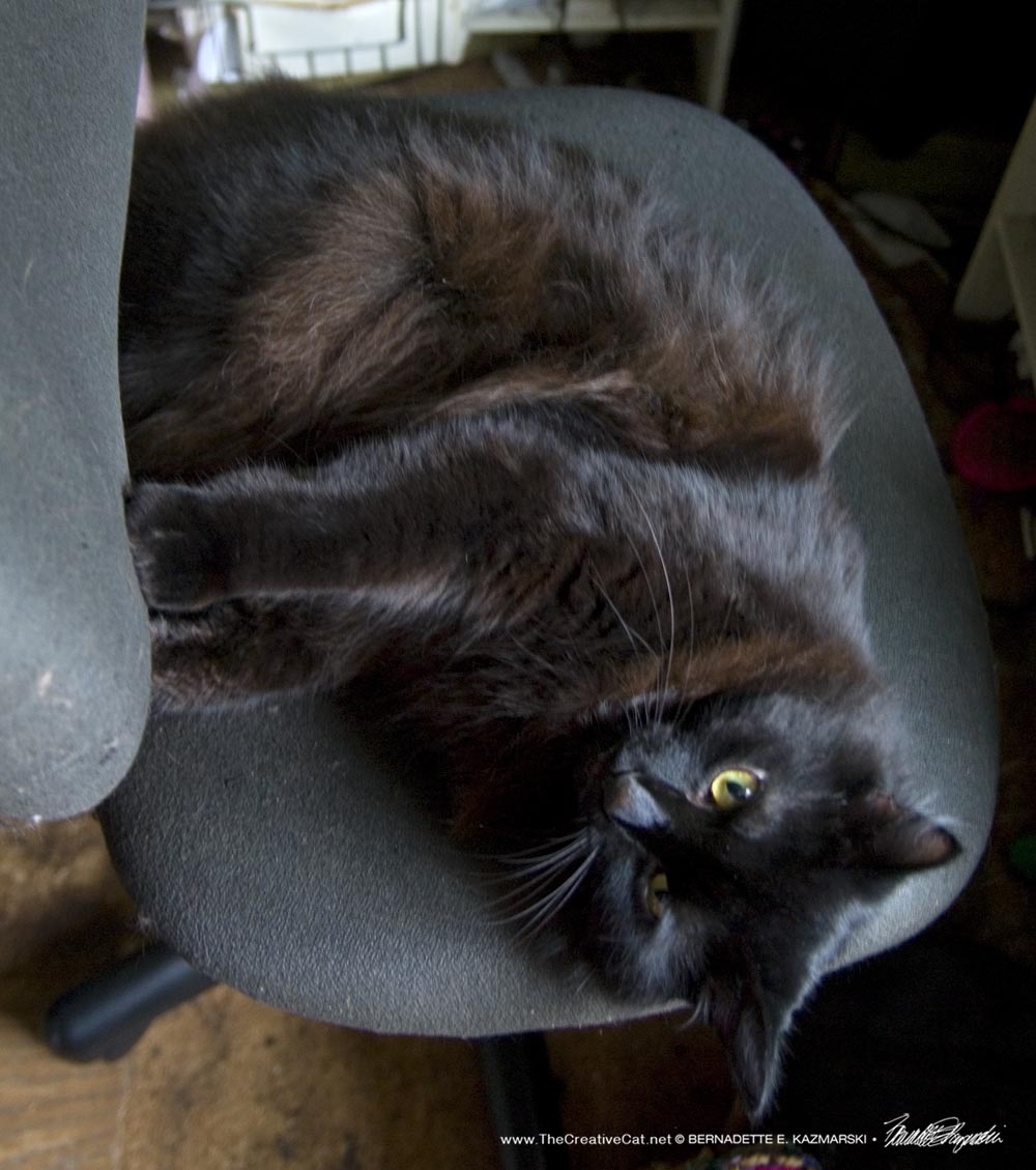 Basil takes my chair and keeps it because he's so cute.