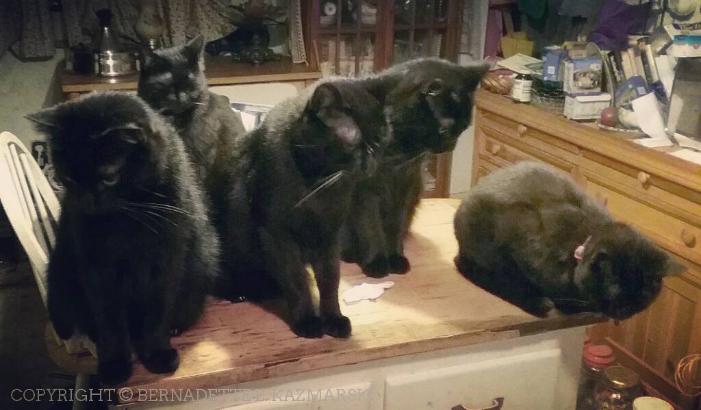 We will not look at you. We just want our dinner. Stop taking pictures and feed us.