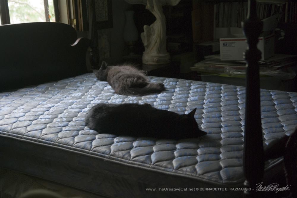 Giuseppe and Ophelia napping on the mattress after I stripped the bed. This is a choice spot.