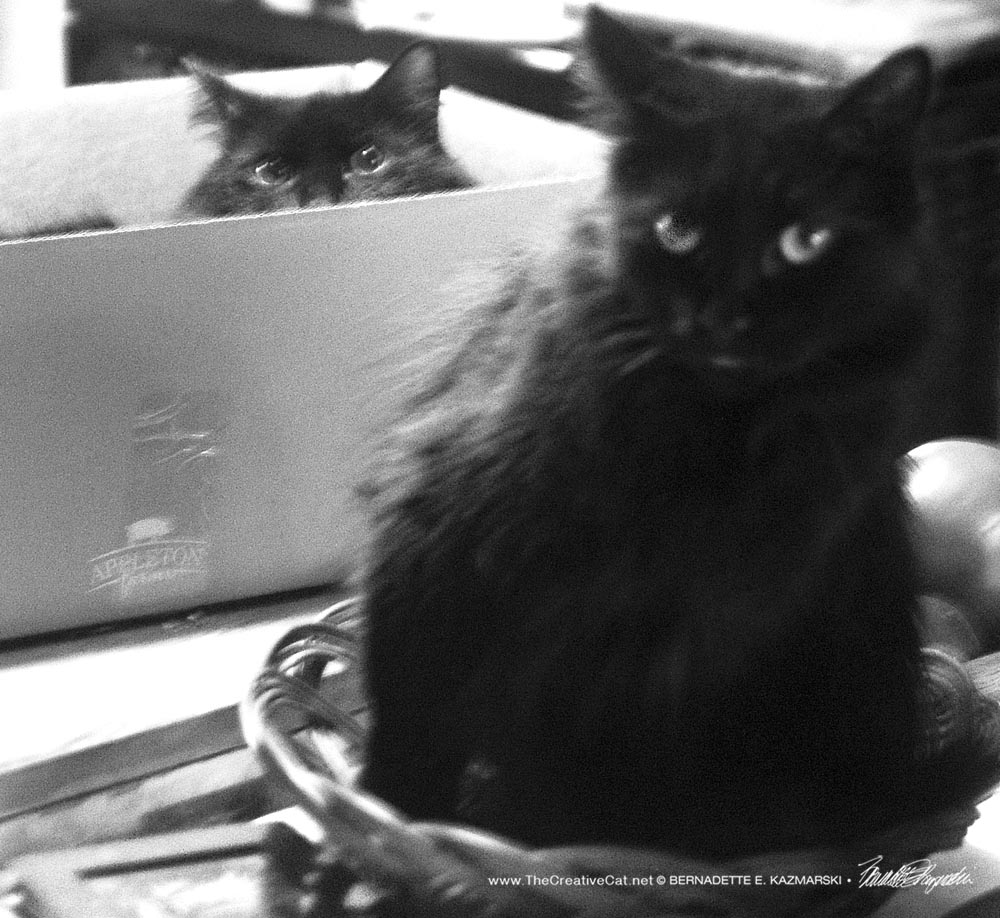 two black cats in box and basket