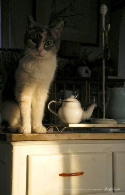 Morning Tea With Peaches.`