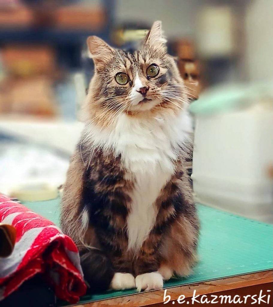 longhaired eartipped tabby and white cat on table