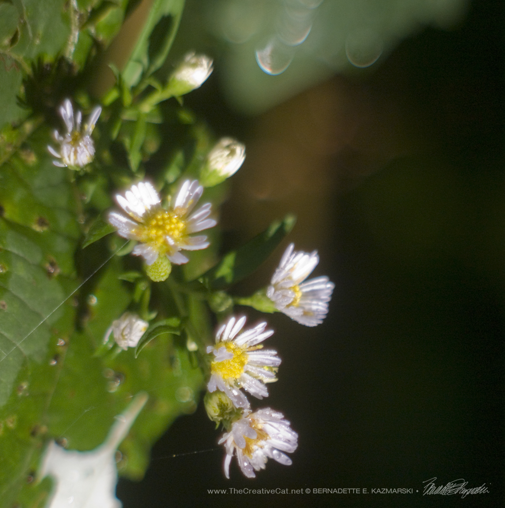 Asters with raindrops.