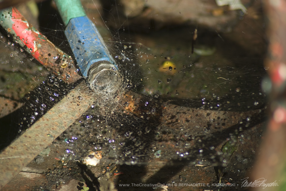 A wolf spider built a web from inside the hose, and the raindrops make it look as if it's all spraying out of the hose.