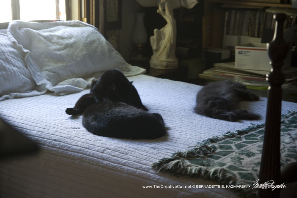 092016-cats-on-bed