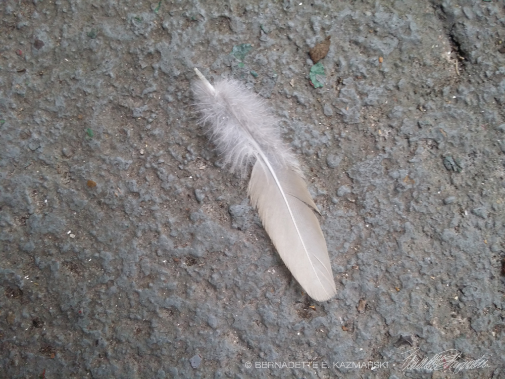 White dove feather.