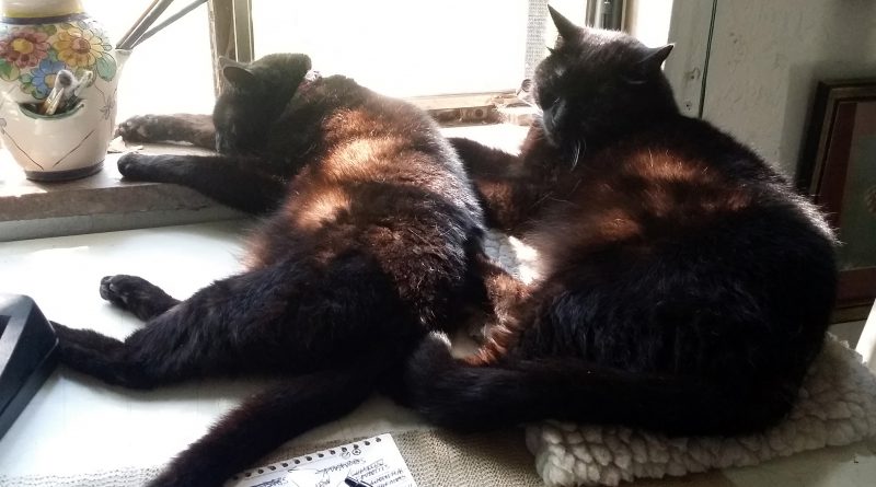 Mimi and Mewsette rest in dappled light in my studio.