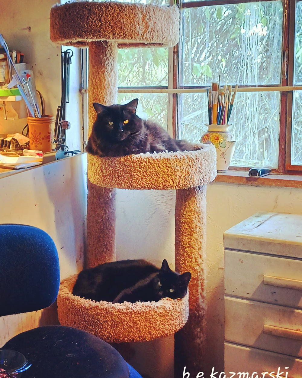 two black cats on cat tree