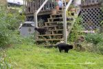 two black cats in yard