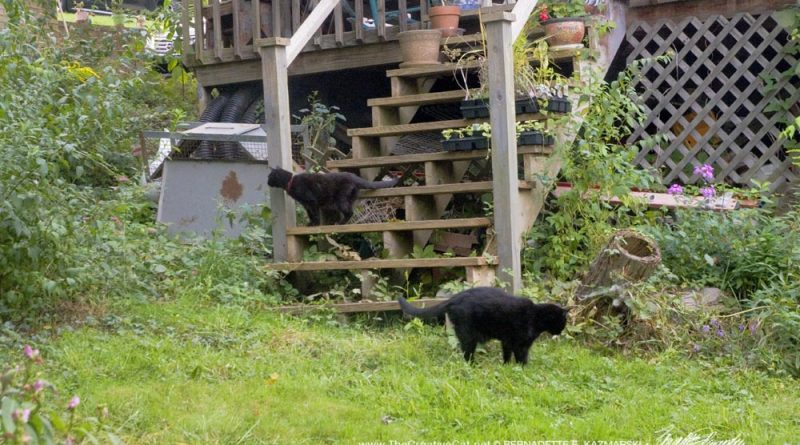 two black cats in yard