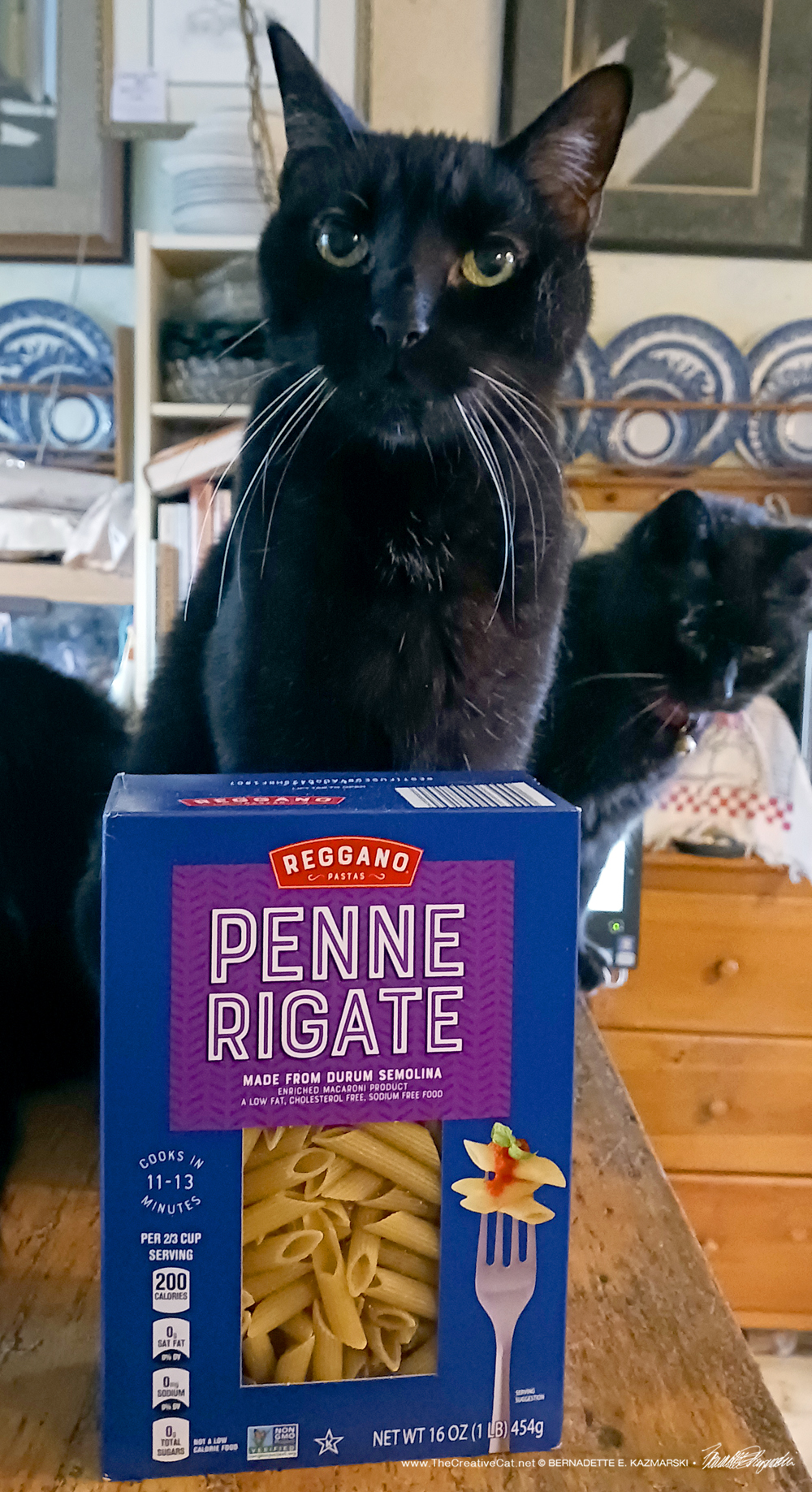 black cat with pasta box