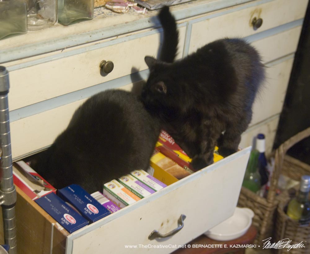 Bella gives the drawer a thorough inspection.