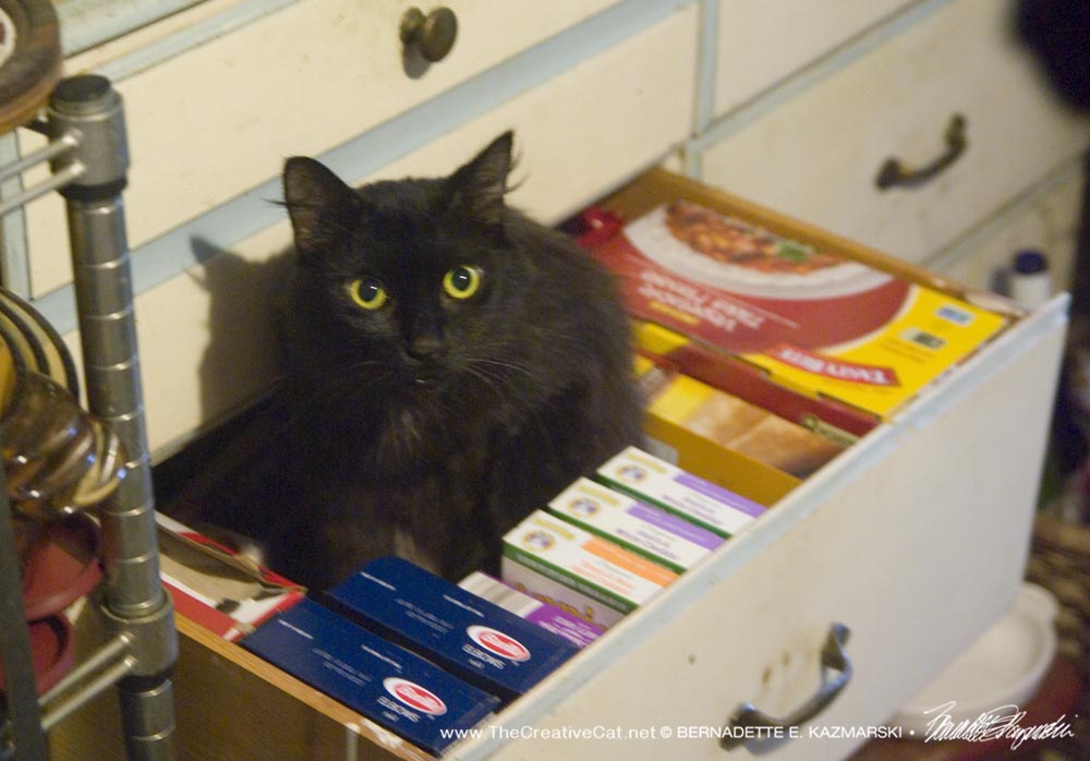 Basil likes the drawer.