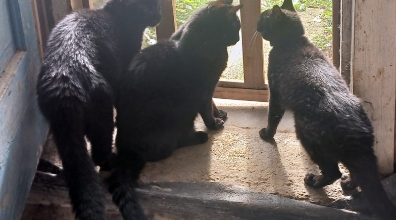 three black cats at door