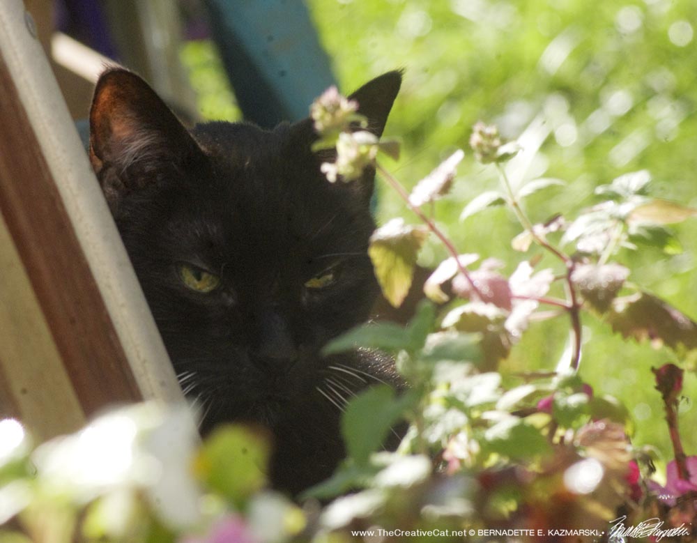 black cat in catnip